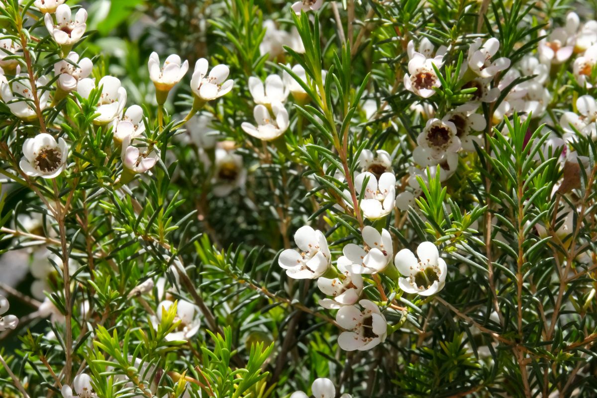 A Southern Wax Myrtle bush in bloom
