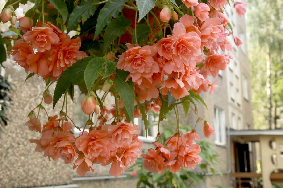 A lovely peach-colored begonia in a hanging basket