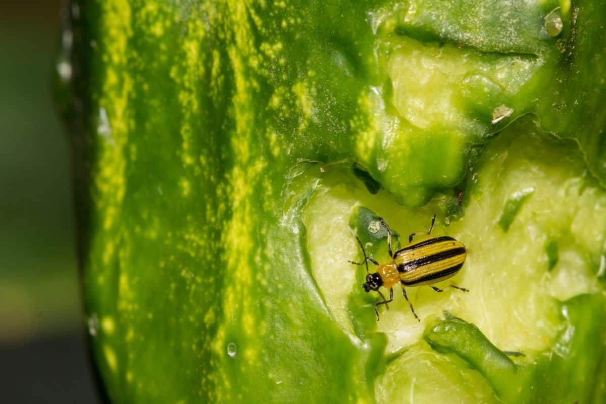 A striped cucumber beetle on a cucumber plant