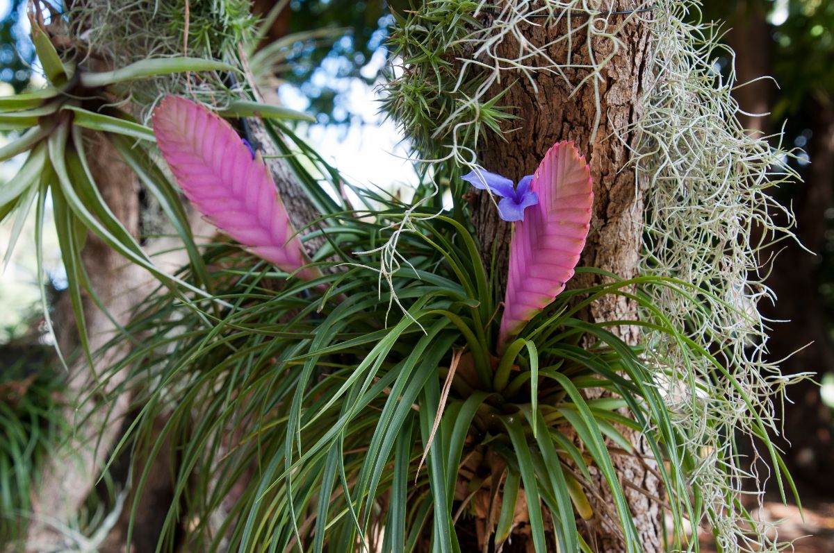 Cyanea aka pink quill plant