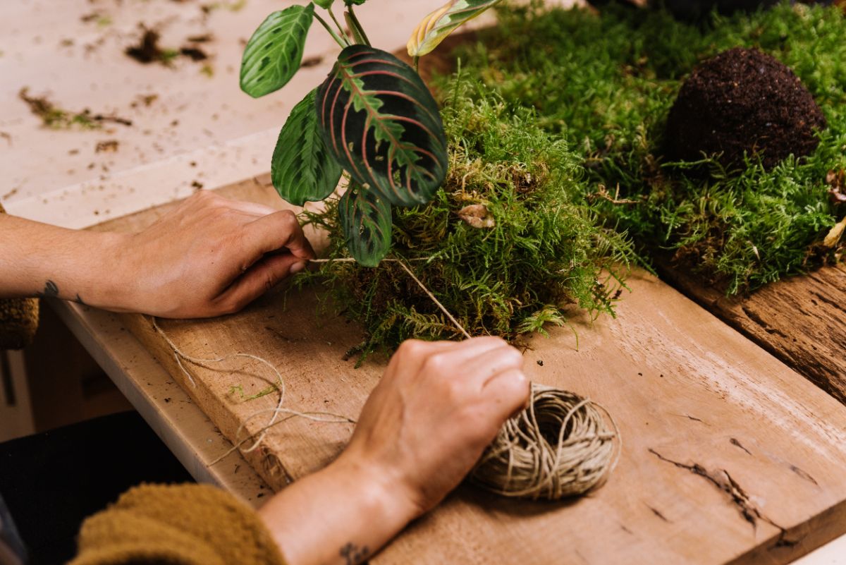 Twine is wrapped around a Kokedama moss ball to hold it in place