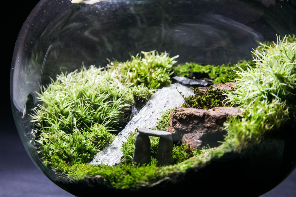 Moss used as a ground cover in a terrarium