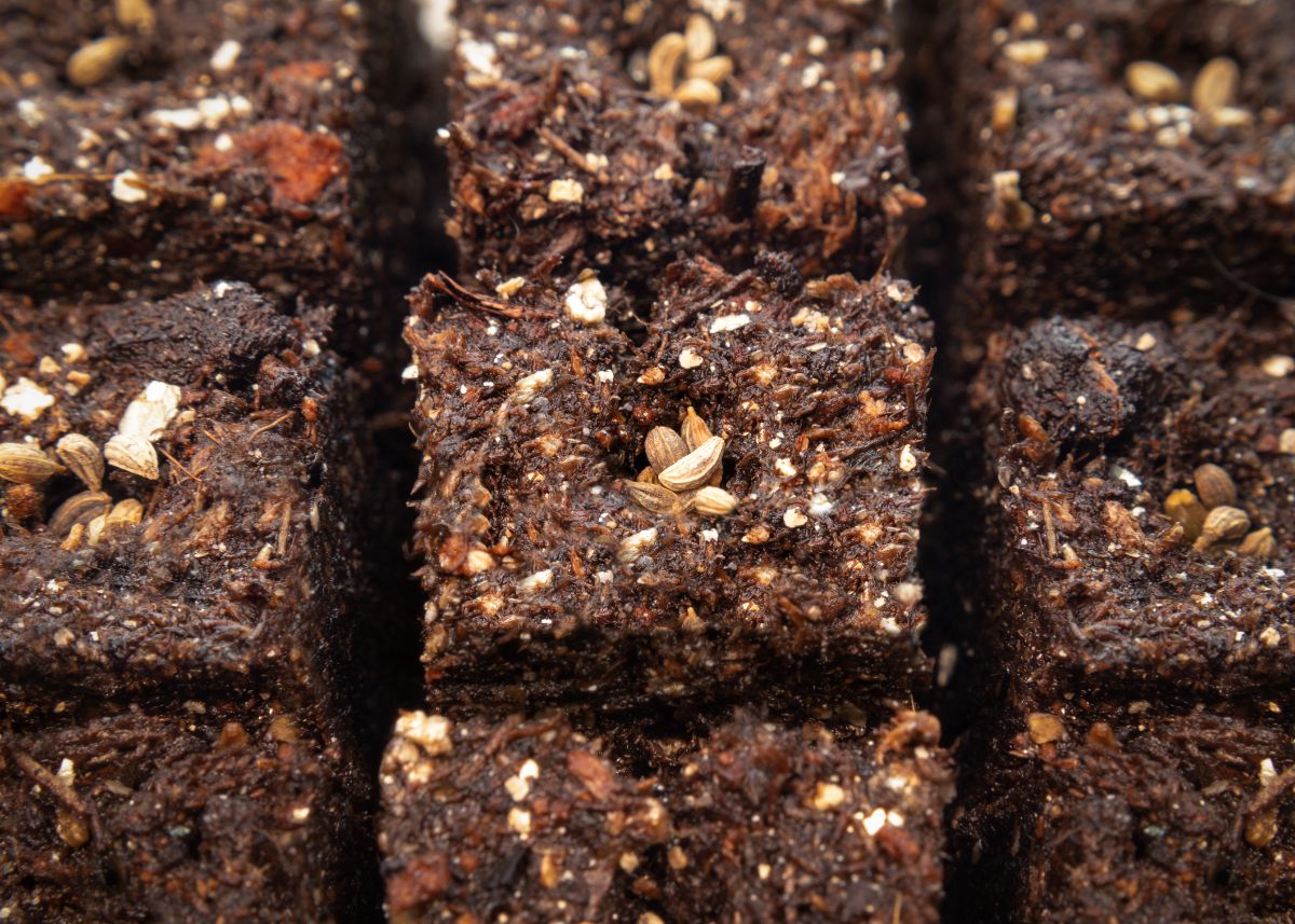 Closeup of soil blocks planted with seeds