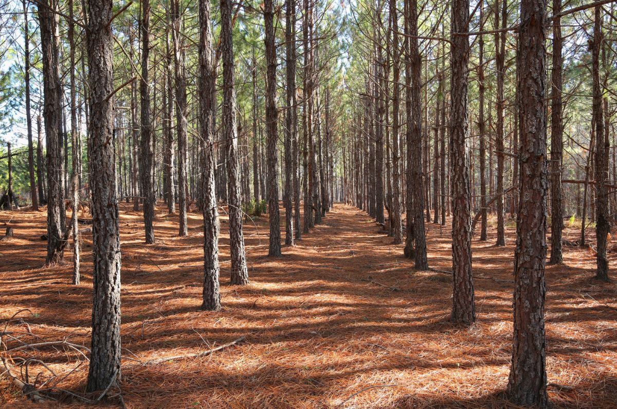 A forest of pine trees with a clear needle-strewn ground