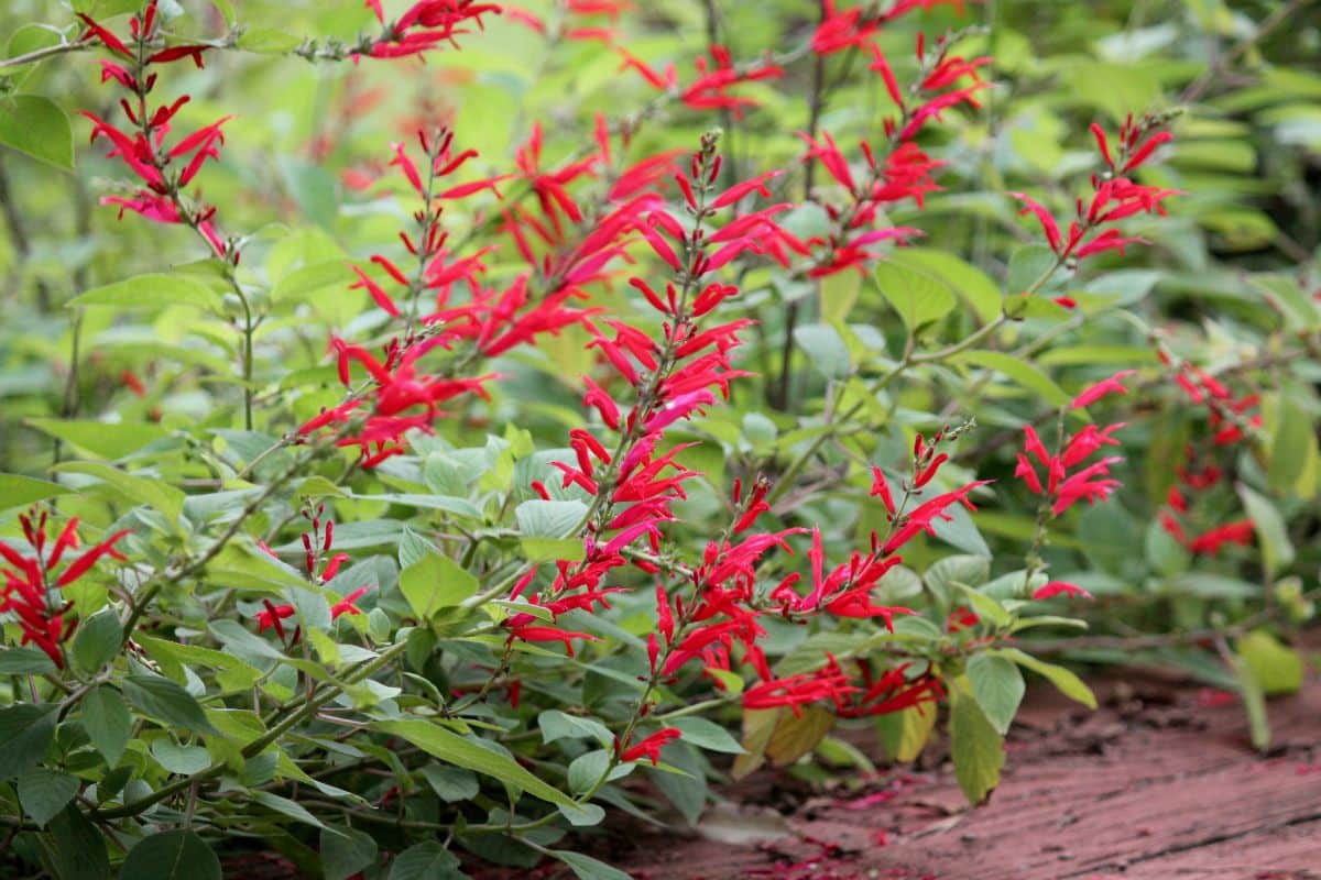 Red flowers on a pineapple sage plant