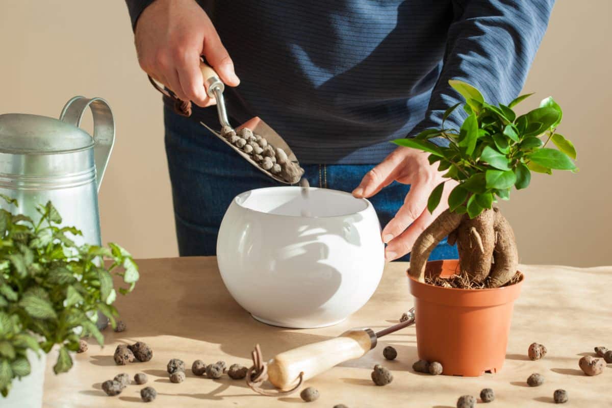 A person potting a plant with LECA pebbles