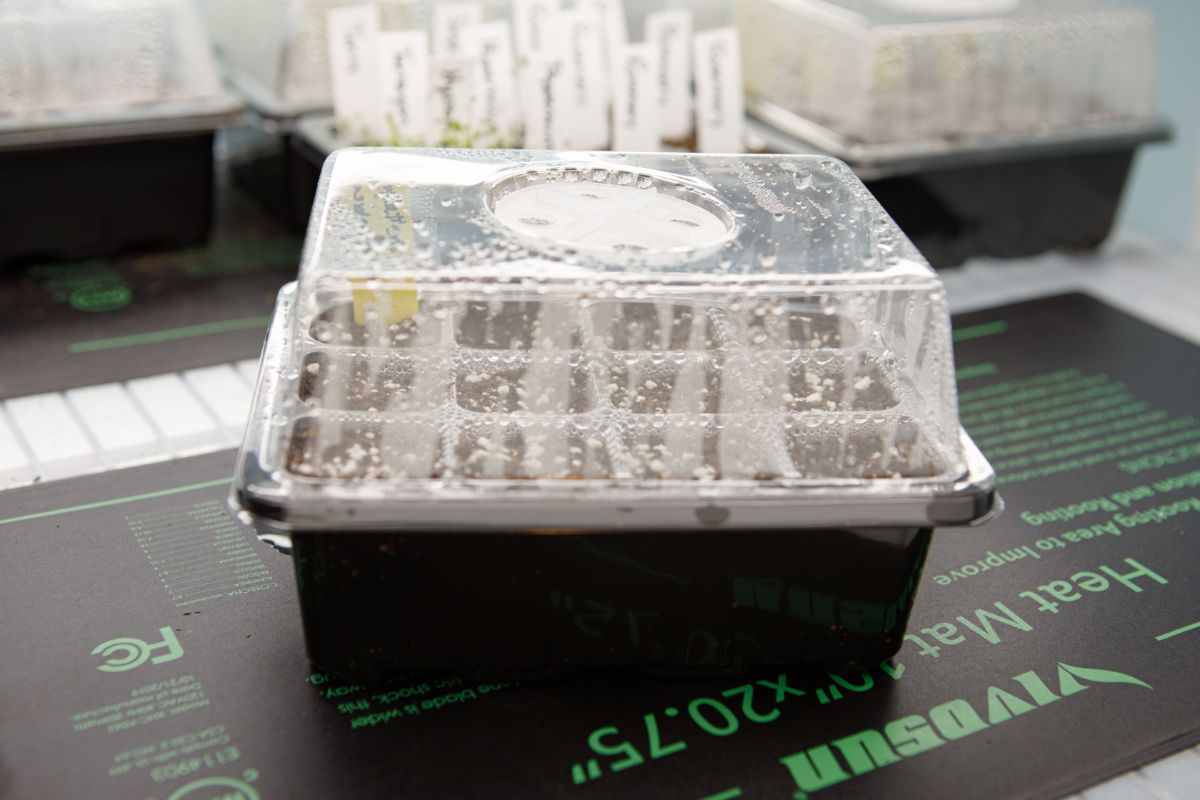 Trays of germinating seedlings on a heat mat to help speed germination