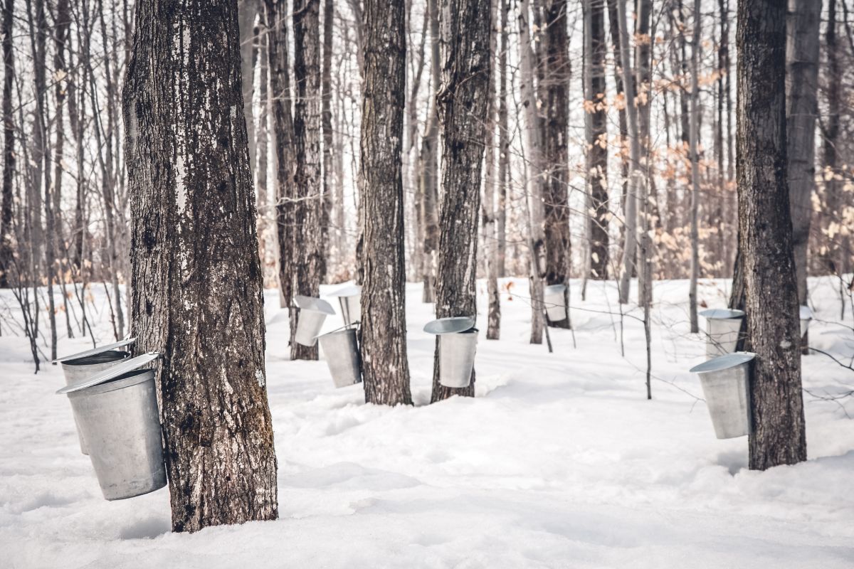Sap buckets hang on maple trees in winter