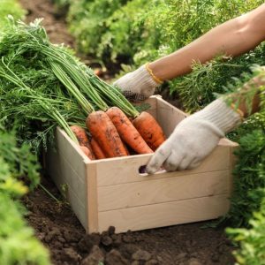 A woman holding a wooden crate of fresh ripe carrots on a field.