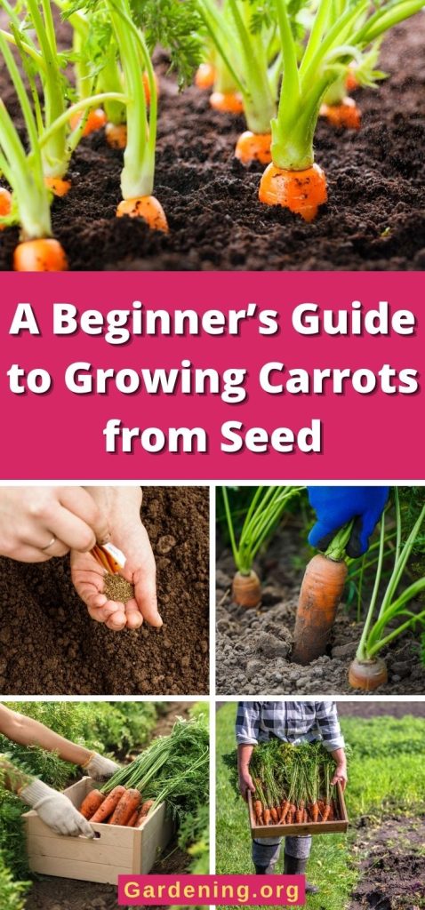 A Beginner’s Guide to Growing Carrots from Seed pinterest image.