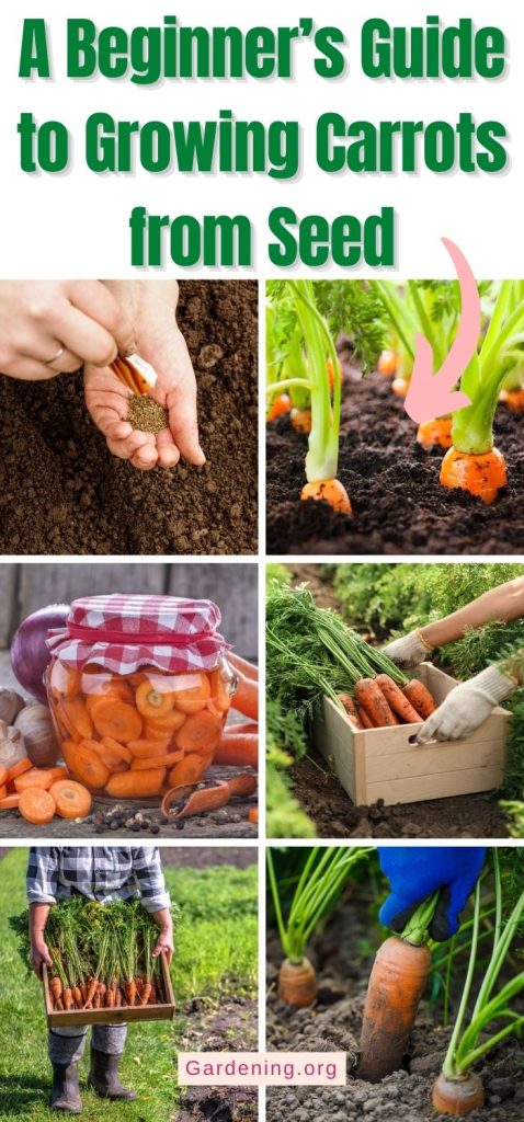 A Beginner’s Guide to Growing Carrots from Seed pinterest image.