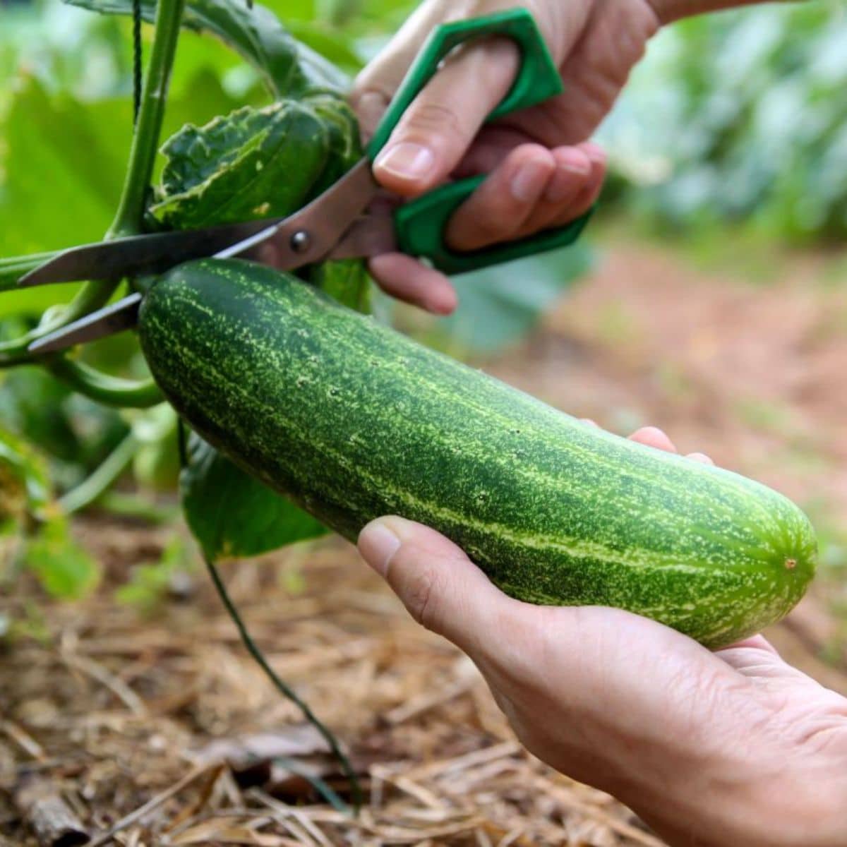 A farmer with scissors harvesting an organic cucumber.