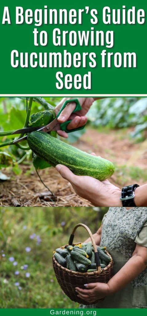 A Beginner’s Guide to Growing Cucumbers from Seed pinterest image.