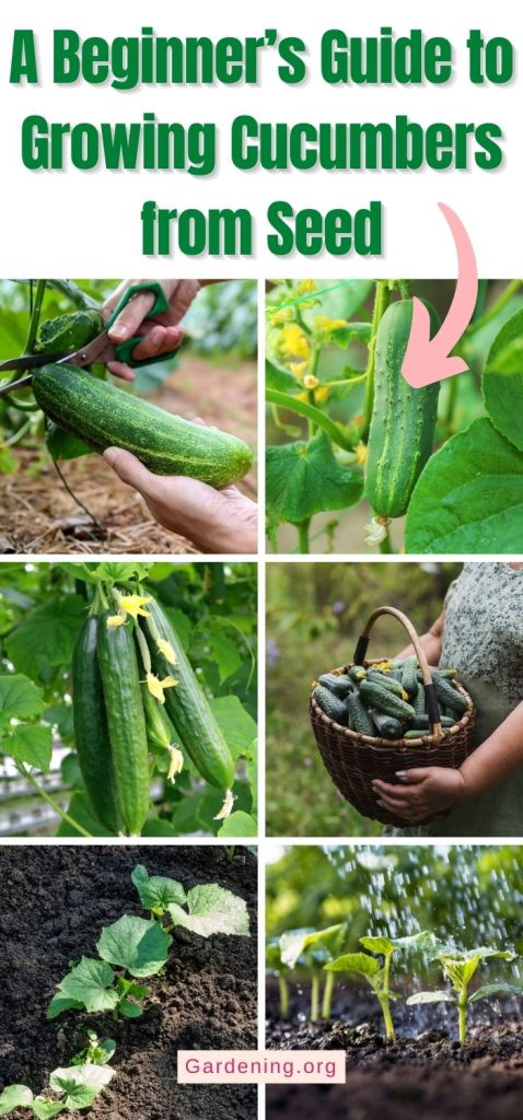 A Beginner’s Guide to Growing Cucumbers from Seed pinterest image.
