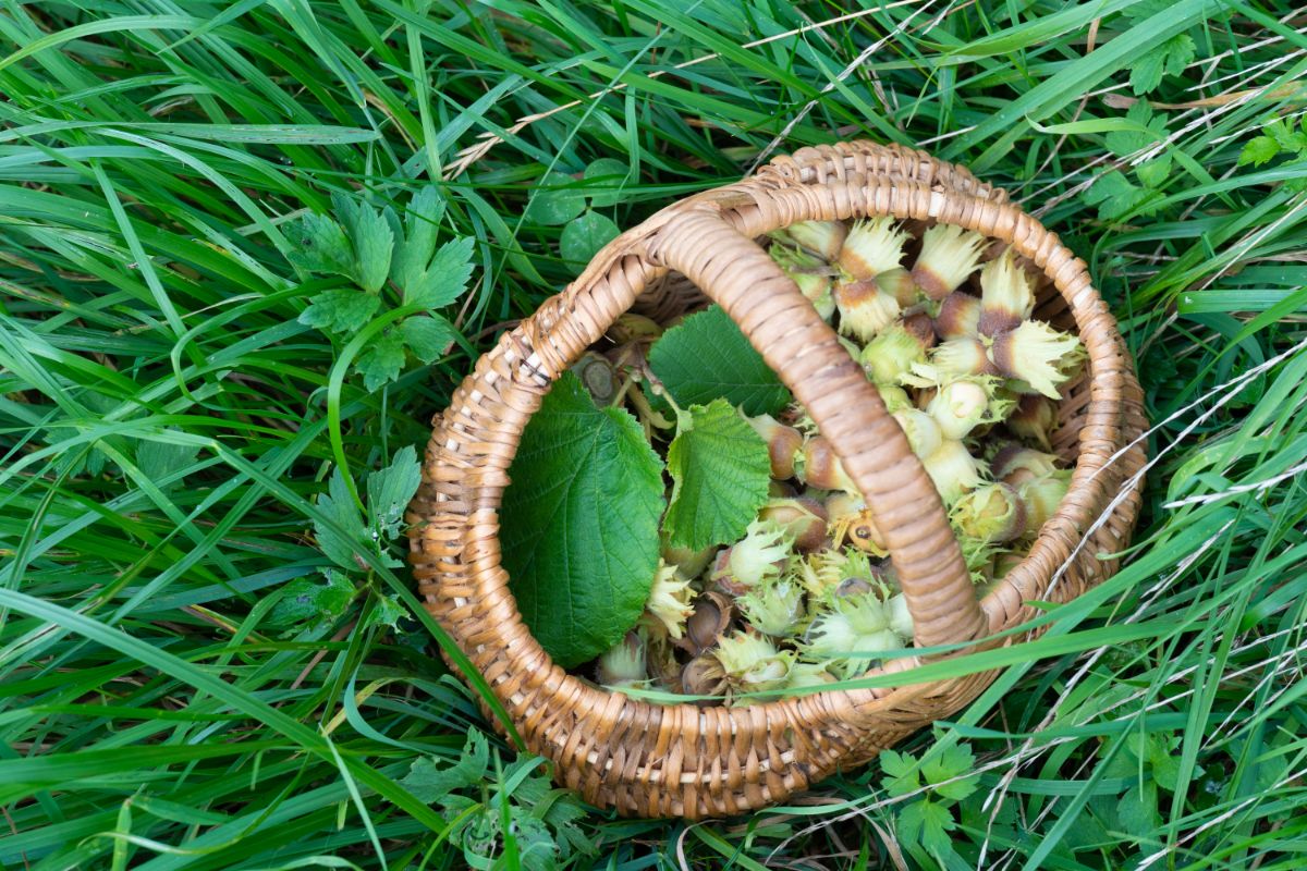 A basket of food grown on a wooded lot