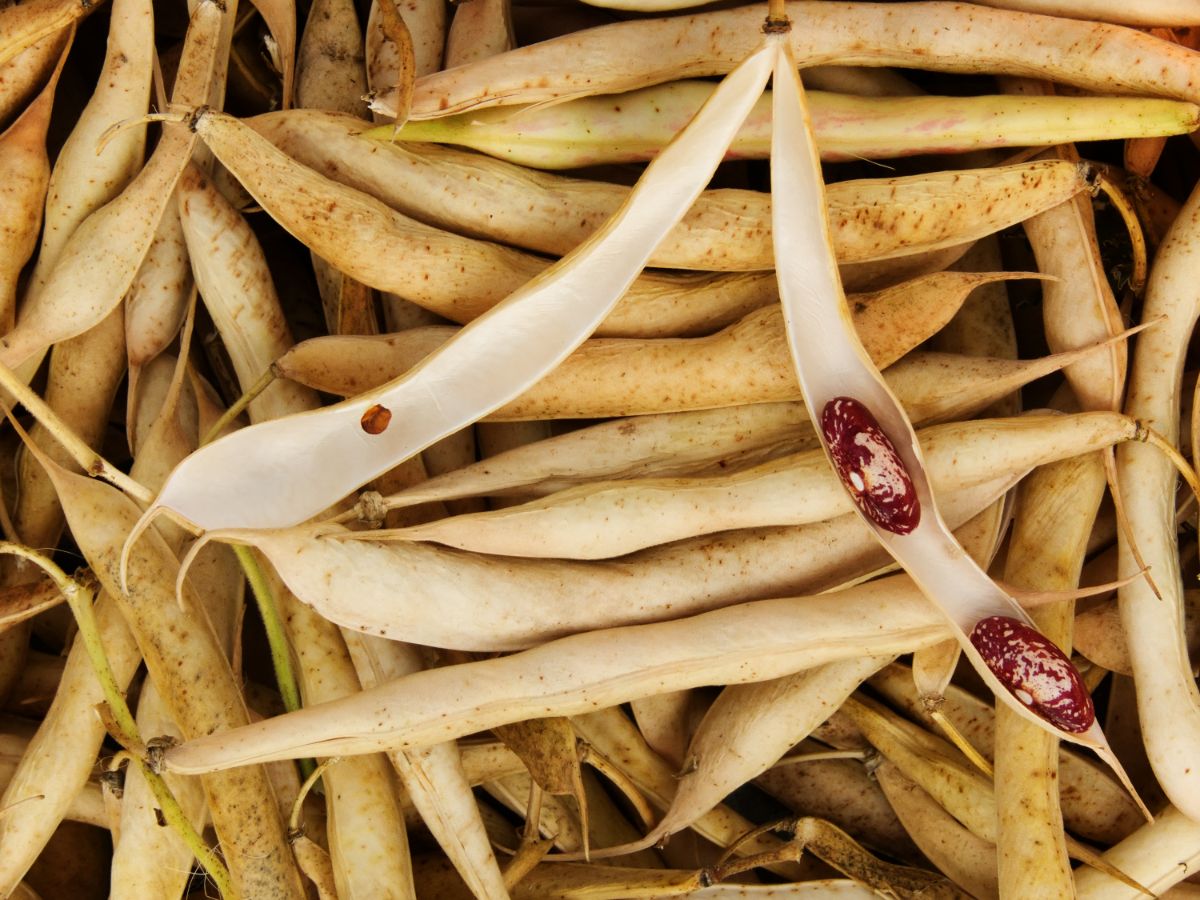 Red beans dried and in a split dry pod