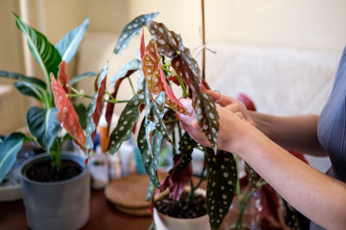 A woman takes a leaf cutting from a begonia for propagating