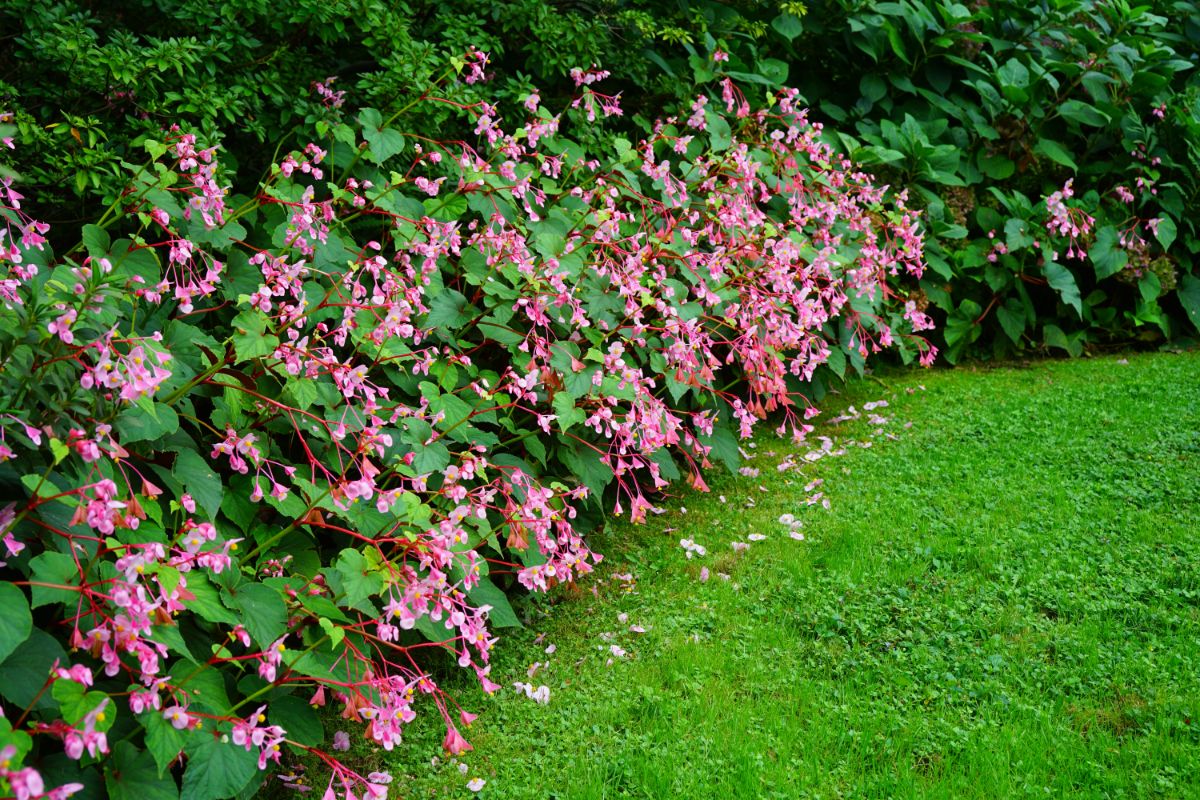 Hardy begonias creating a border along a grass lawn