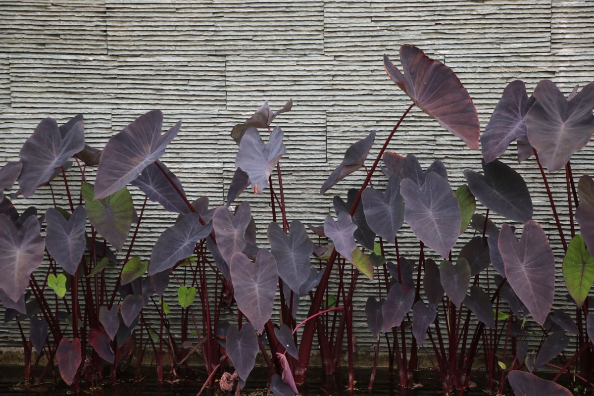 Dark purple foliage plant