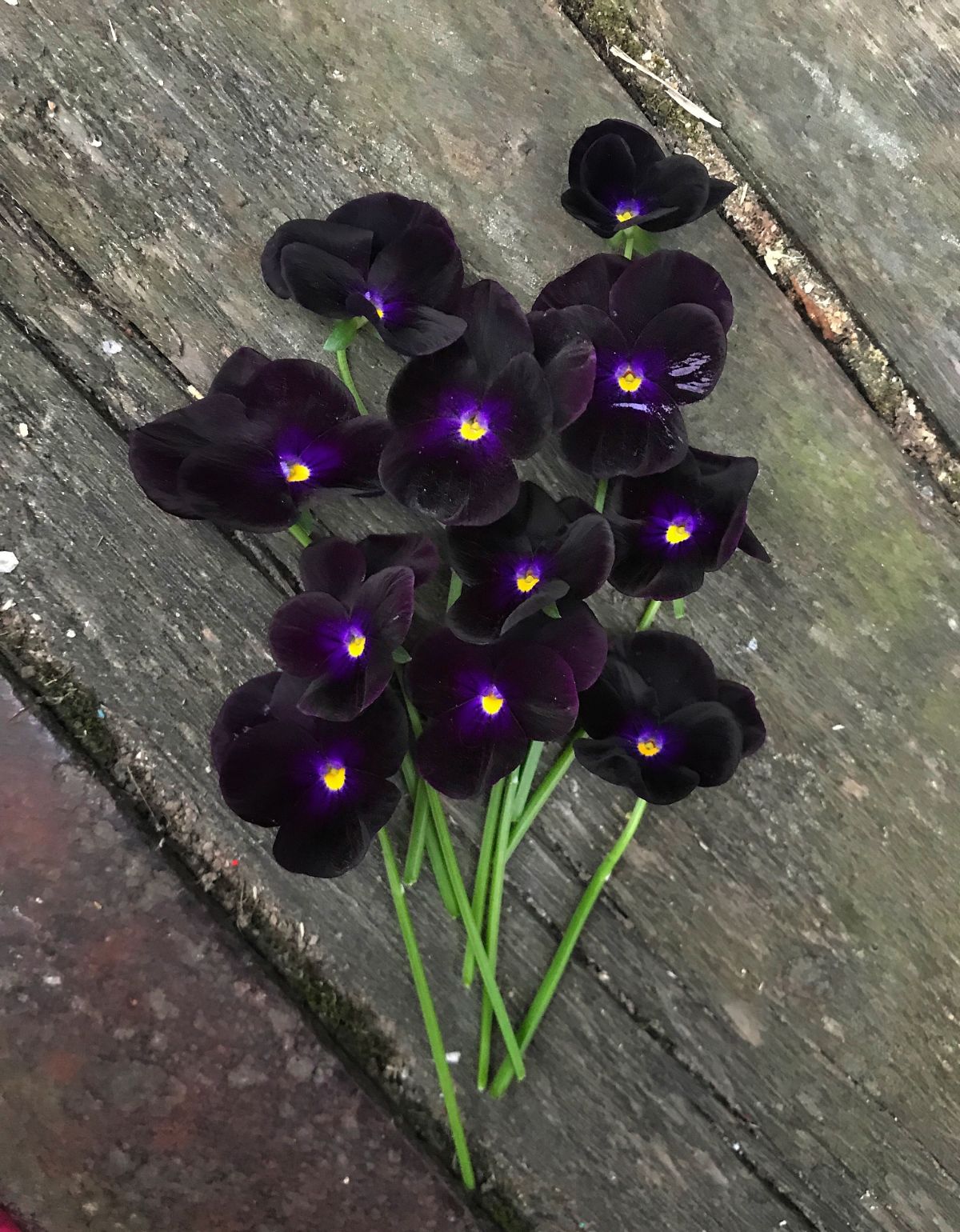 Dark purple violas