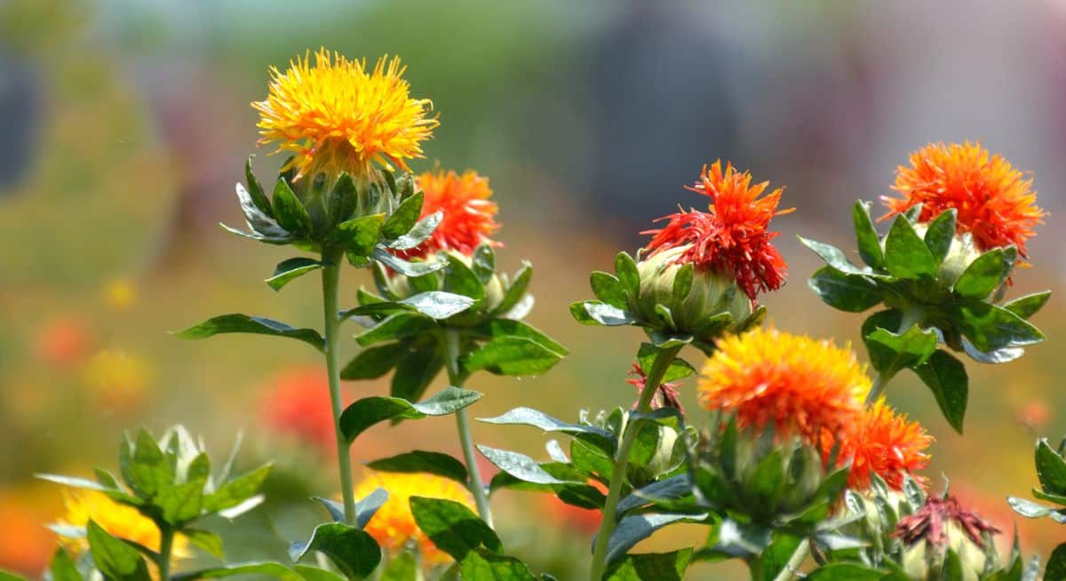 Orange and yellow herb flowers