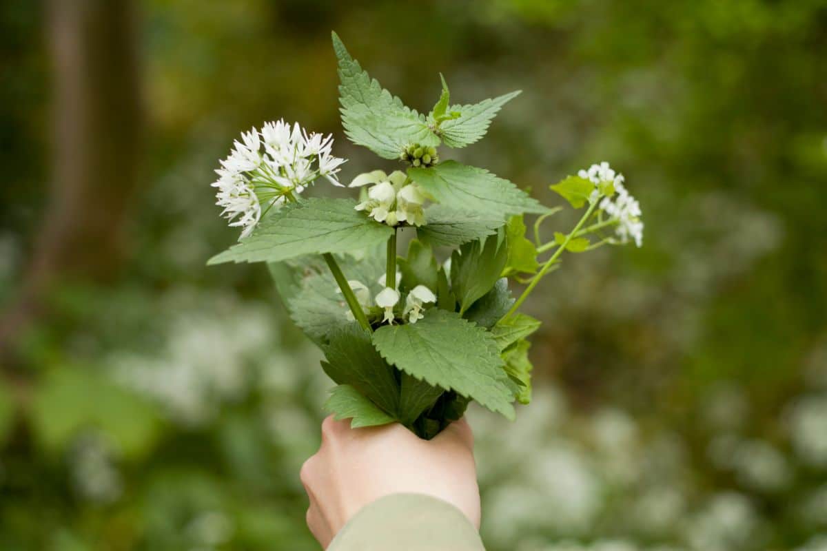 A forager holds a bunch of edible weeds in their hand
