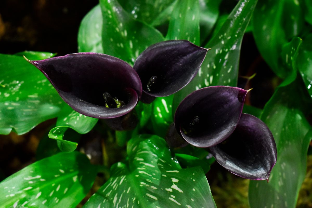 Purple-black colored calla lilies