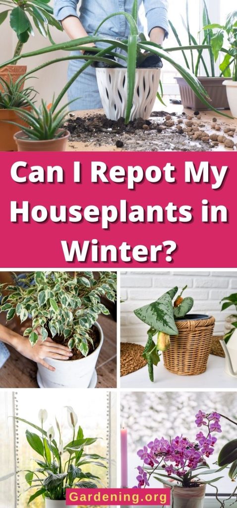 Can I Repot My Houseplants in Winter? pinterest image.