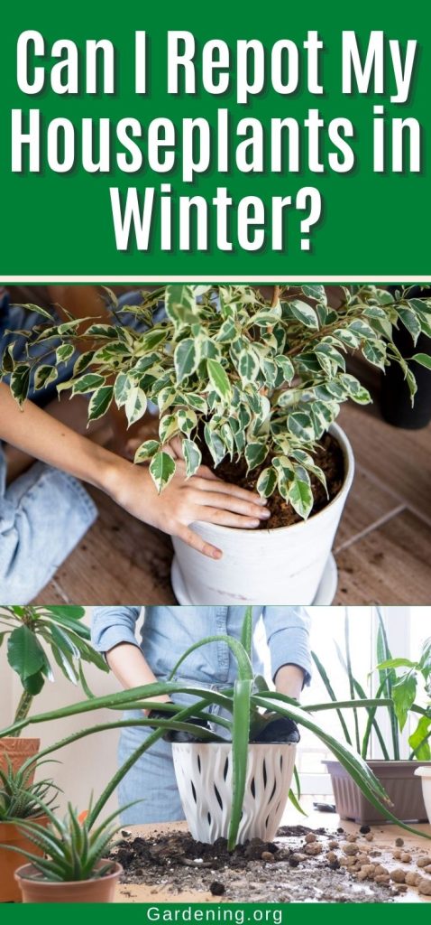 Can I Repot My Houseplants in Winter? pinterest image.