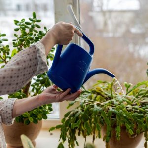 A woman watering a large Christmas cactus throughout the year
