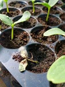 cropped-1-melon-seedlings.jpg