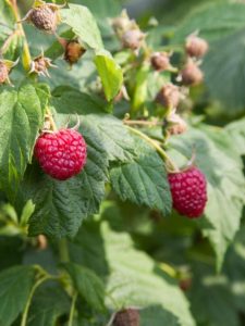 cropped-11-raspberries.jpg