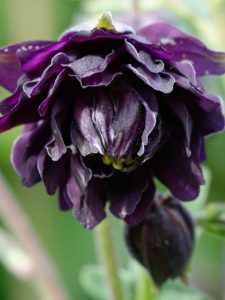 cropped-23-black-barlow-columbine.jpg