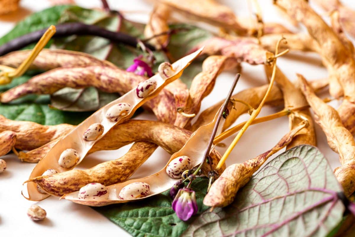 Dried beans in a split dried pod