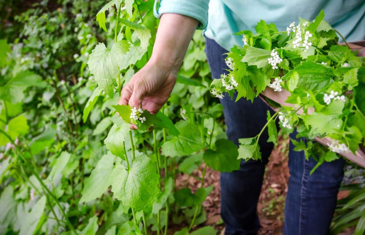 A person forages for edible weeds