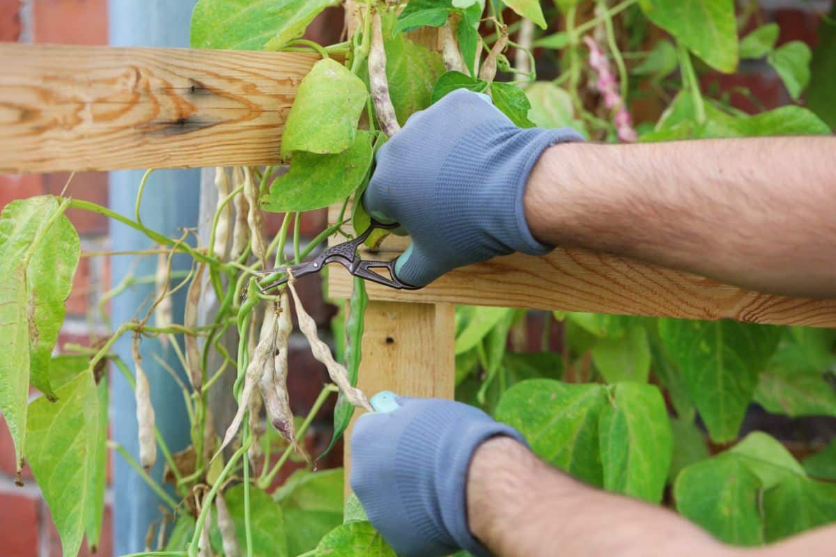 A gardener clips dried bean pods from the vine