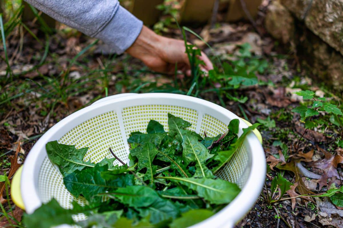 A basket full of dandelion leaves