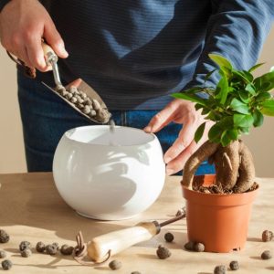 A gardener repotting a ficus tree by using LECA pebbles.