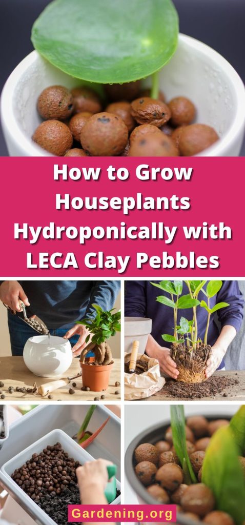 How to Grow Houseplants Hydroponically with LECA Clay Pebbles pinterest image.