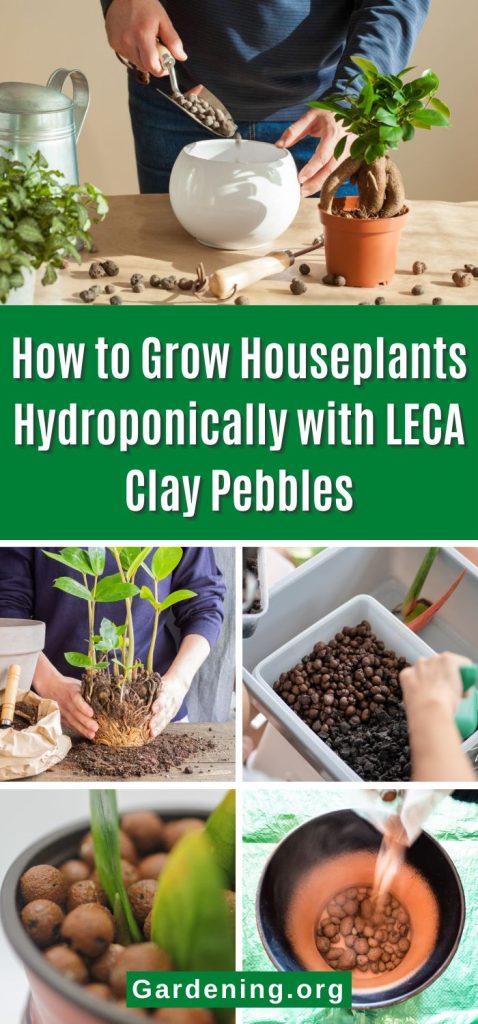 How to Grow Houseplants Hydroponically with LECA Clay Pebbles pinterest image.