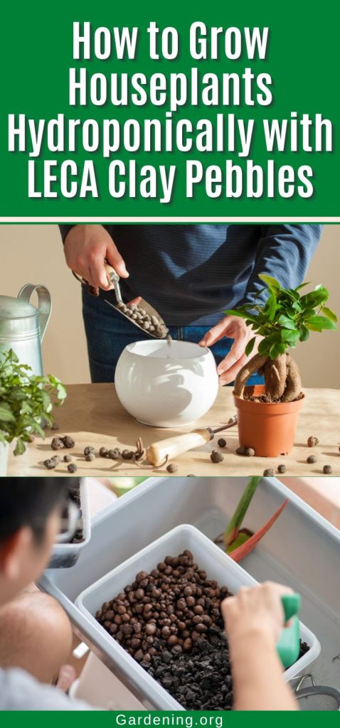 How to Grow Houseplants Hydroponically with LECA Clay Pebbles pinterest image.