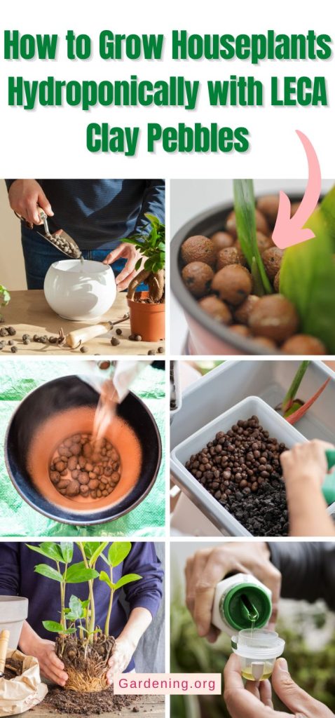 How to Grow Houseplants Hydroponically with LECA Clay Pebbles pinterest image.