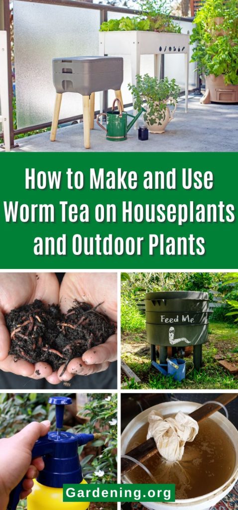 How to Make and Use Worm Tea on Houseplants and Outdoor Plants pinterest image.