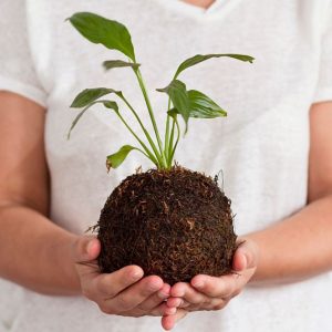 A gardener holding a kokedama moss ball bonsai.