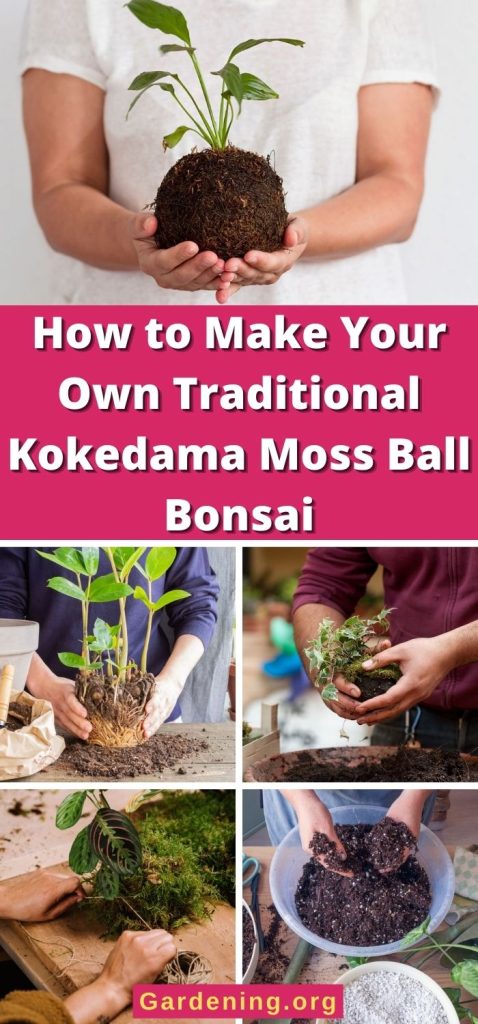 How to Make Your Own Traditional Kokedama Moss Ball Bonsai pinterest image.