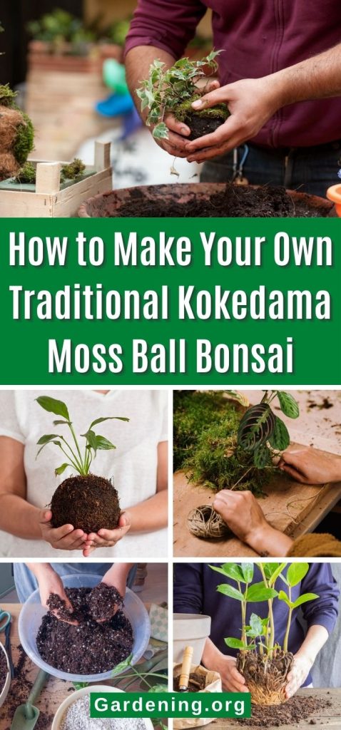 How to Make Your Own Traditional Kokedama Moss Ball Bonsai pinterest image.