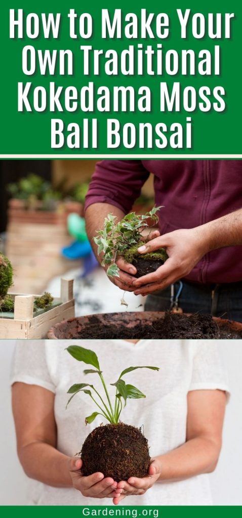 How to Make Your Own Traditional Kokedama Moss Ball Bonsai pinterest image.