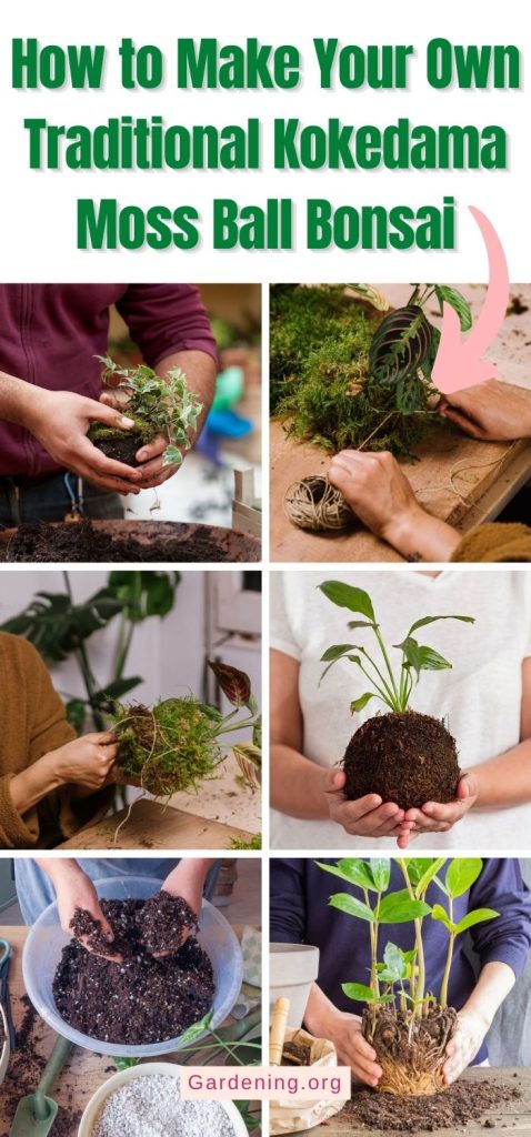 How to Make Your Own Traditional Kokedama Moss Ball Bonsai pinterest image.