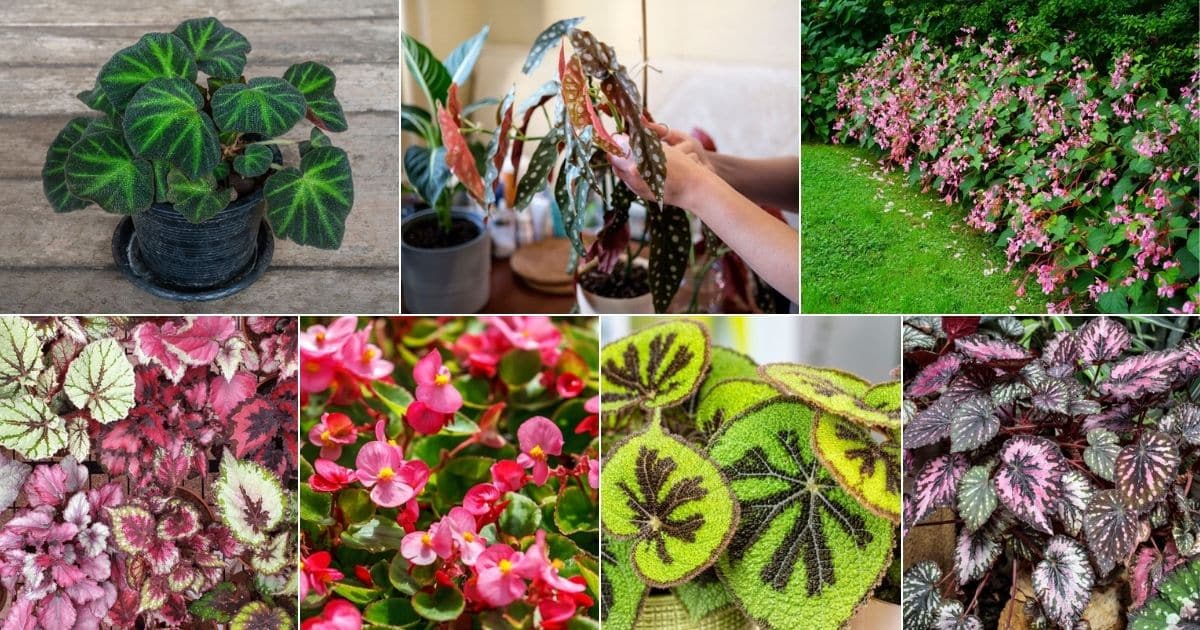 How To Propagate Begonias (Stem, Leaf, and Root Cuttings) - Gardening