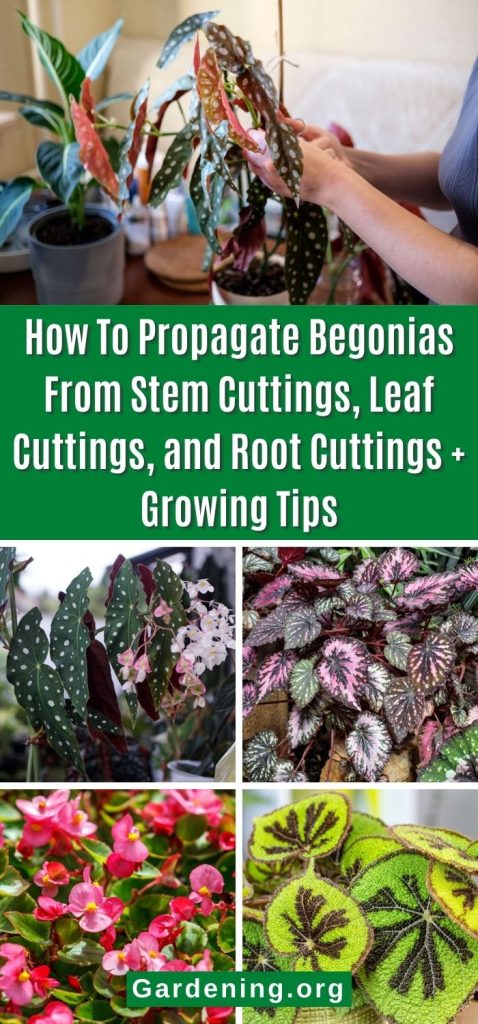 How To Propagate Begonias From Stem Cuttings, Leaf Cuttings, and Root Cuttings + Growing Tips pinterest image.
